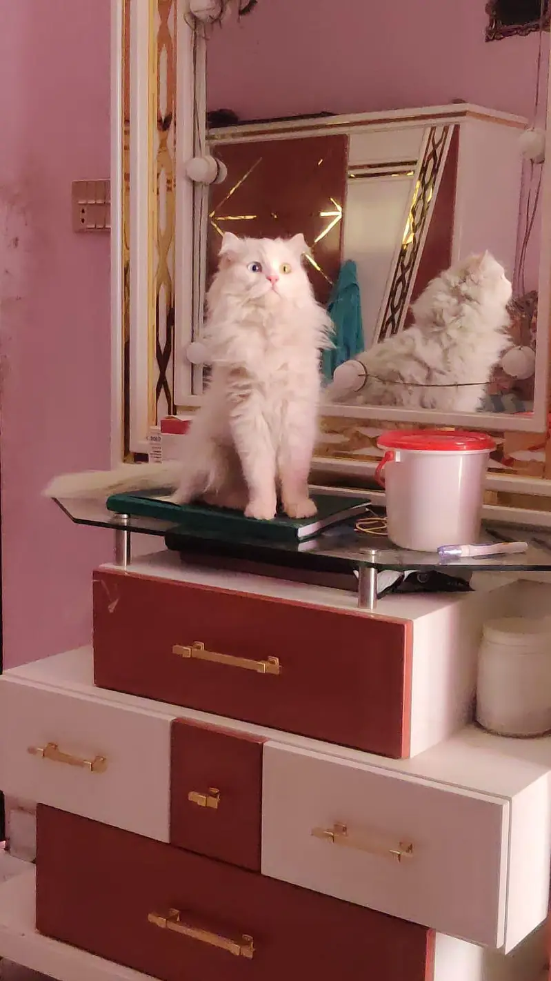 White Persian male neuter Cat — photo 5