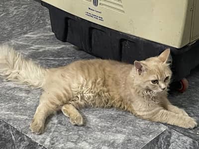Persian male cat