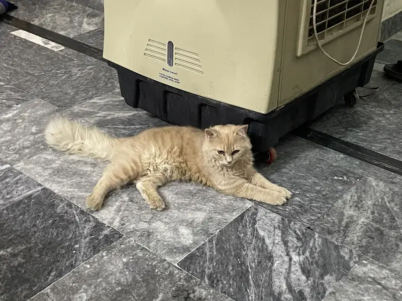 Persian male cat — photo 2