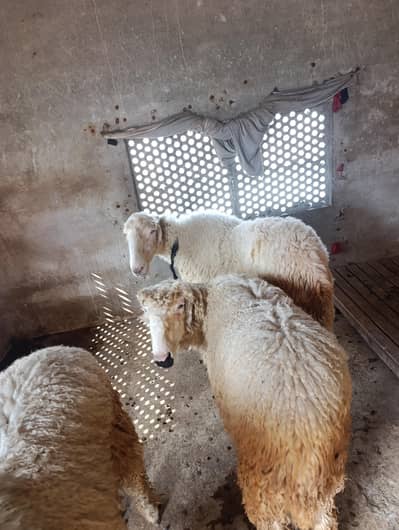 mundri sheep's 100% pure breed