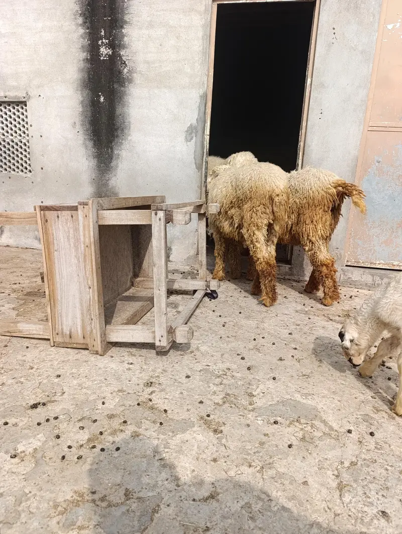 mundri sheep's 100% pure breed — photo 2