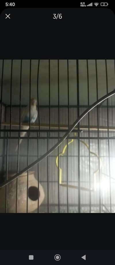 only cage for sale