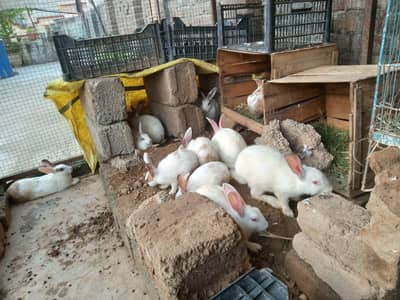 White rabbits red eyes