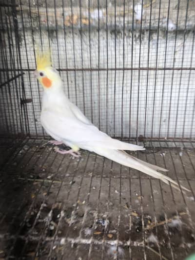 Cocktail breeder male