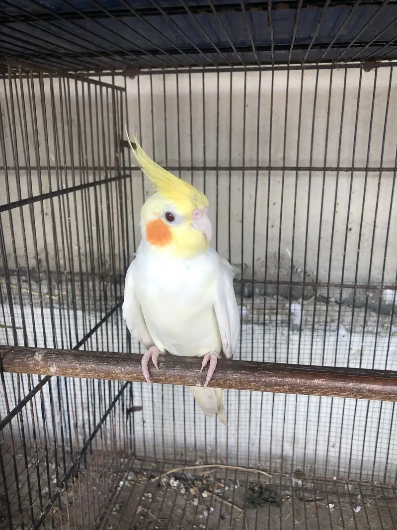 Cocktail breeder male — photo 2