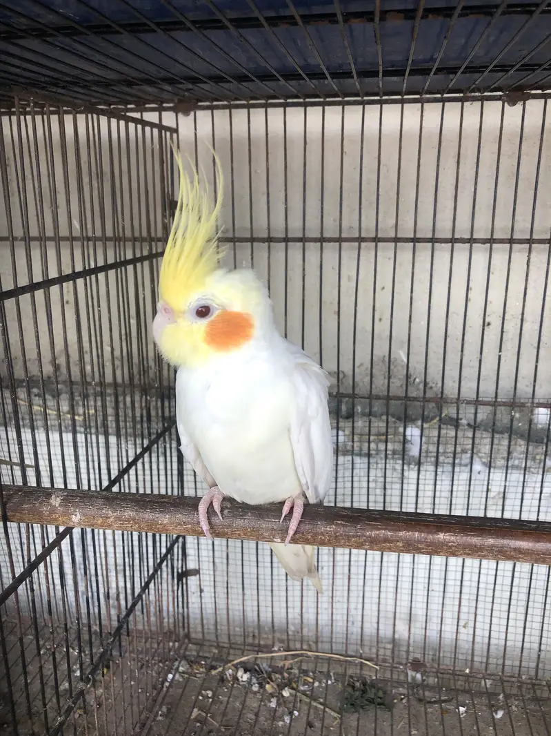 Cocktail breeder male — photo 3