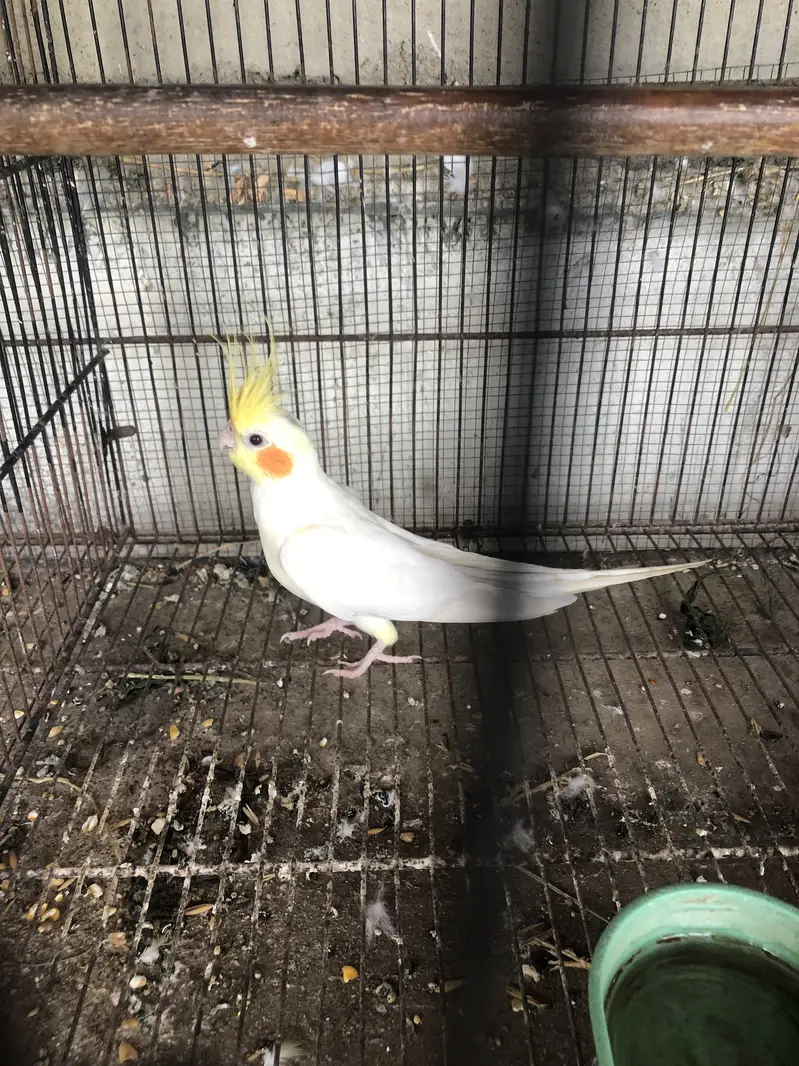 Cocktail breeder male — photo 4