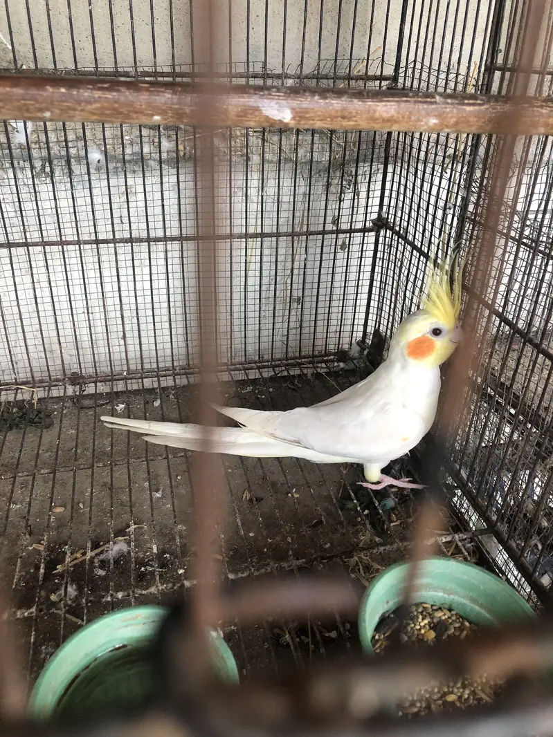 Cocktail breeder male — photo 5