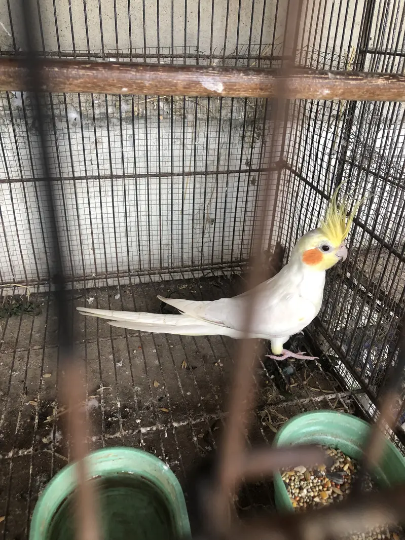 Cocktail breeder male — photo 6