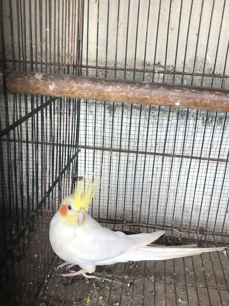 Cocktail breeder male — photo 7