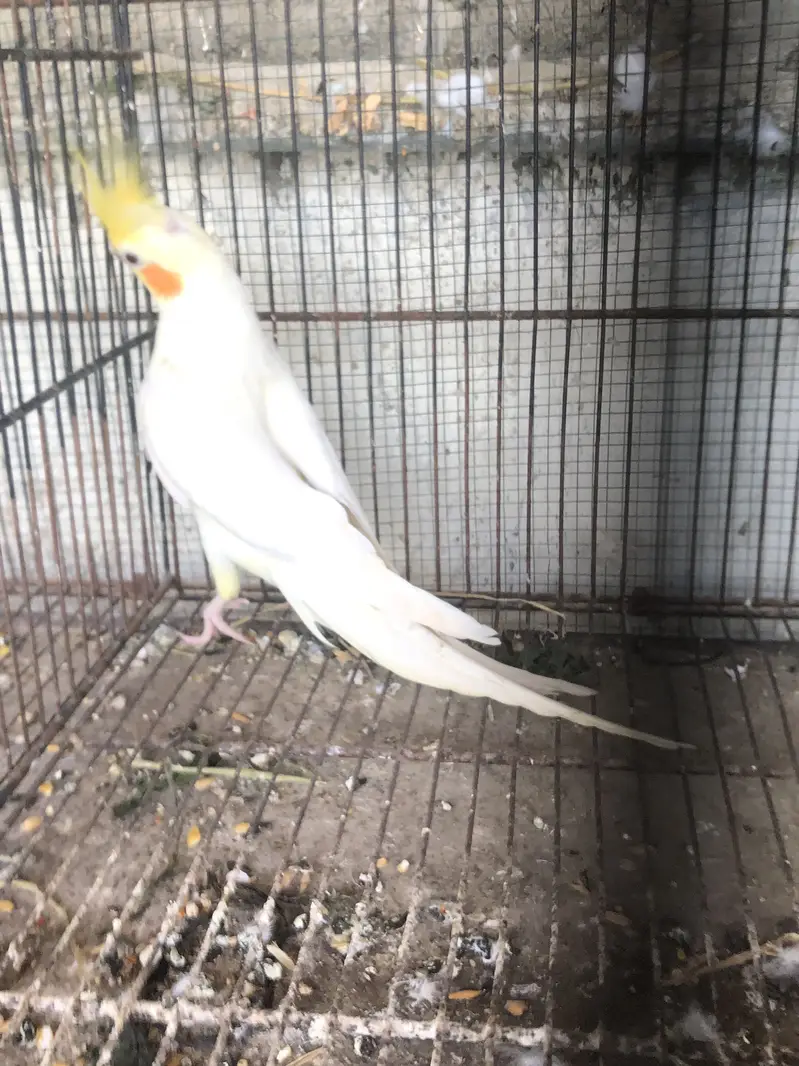 Cocktail breeder male — photo 8