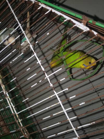 Australian parrot 2 pair urgent sale active pair ha