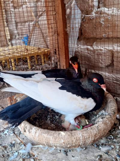 mix quality birds