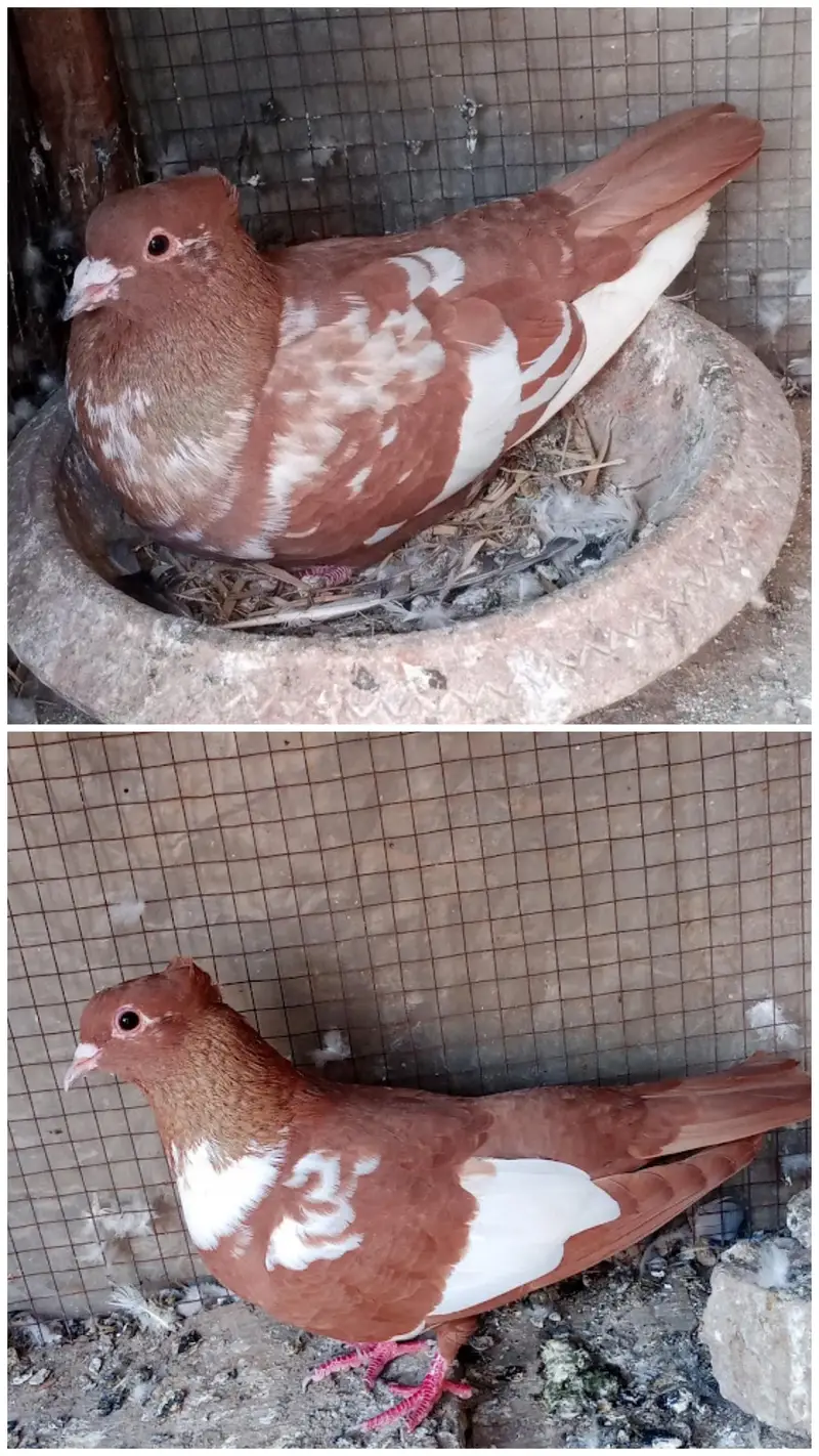 mix quality birds — photo 2