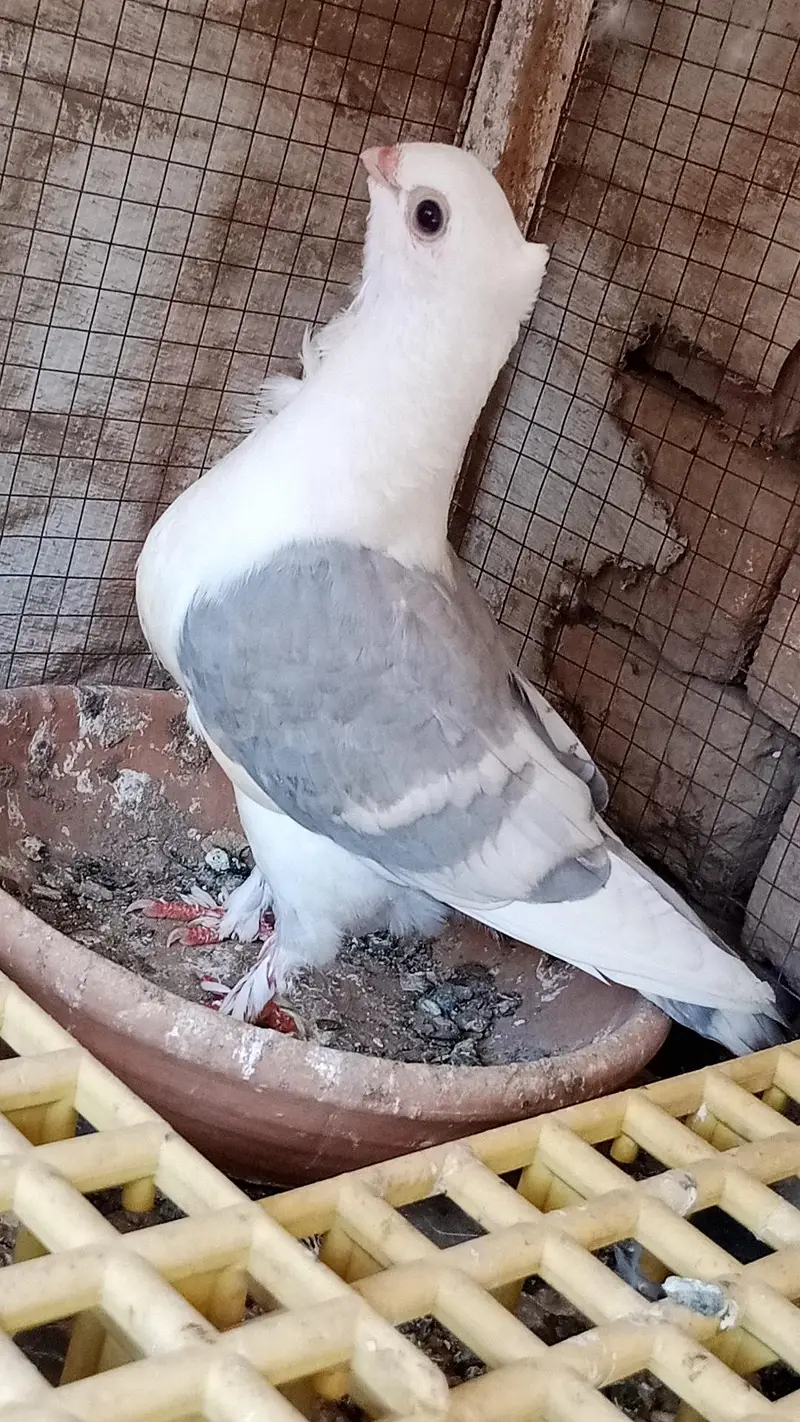 mix quality birds — photo 3