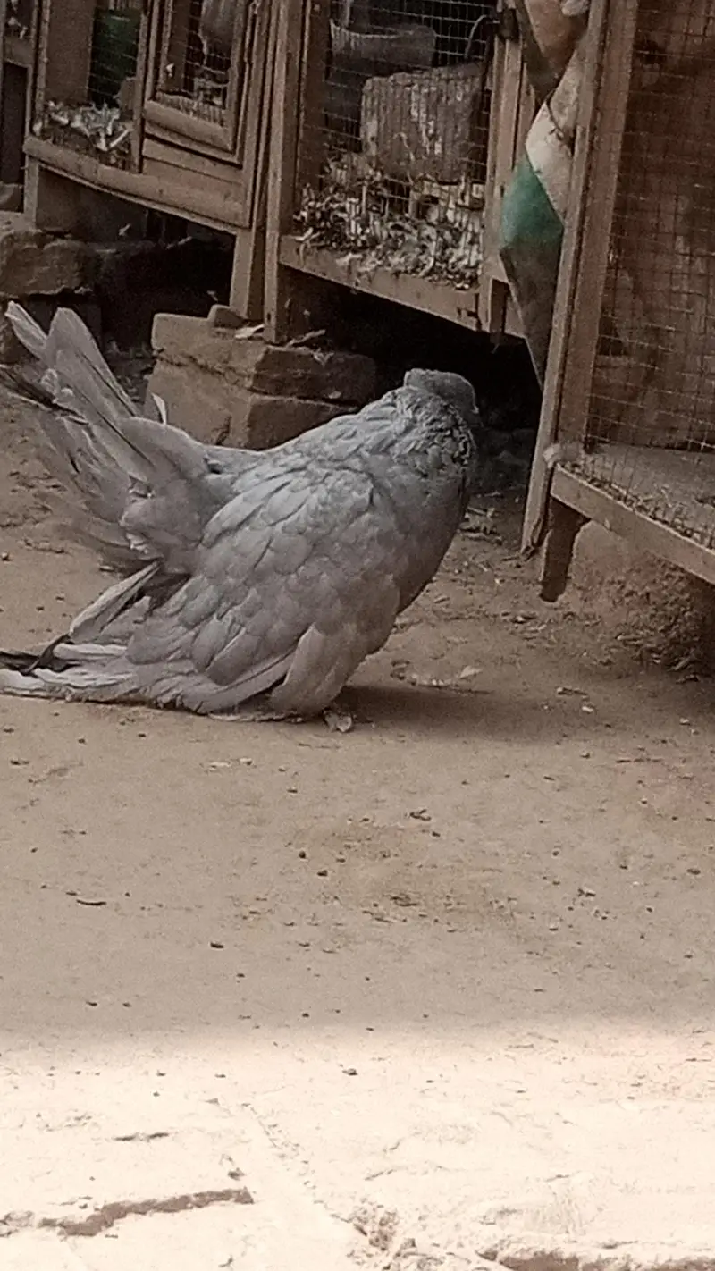 mix quality birds — photo 4