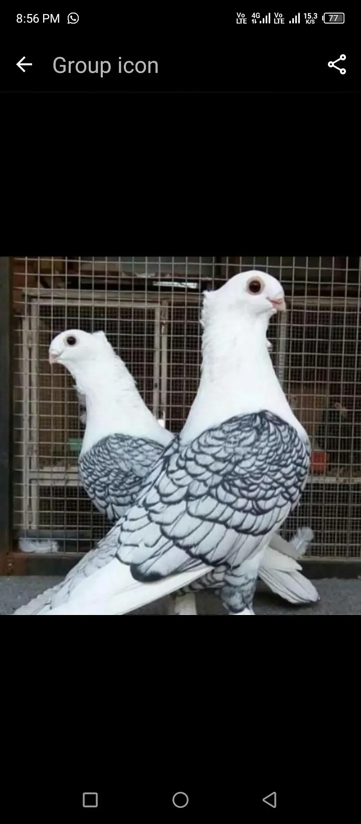 mix quality birds — photo 5