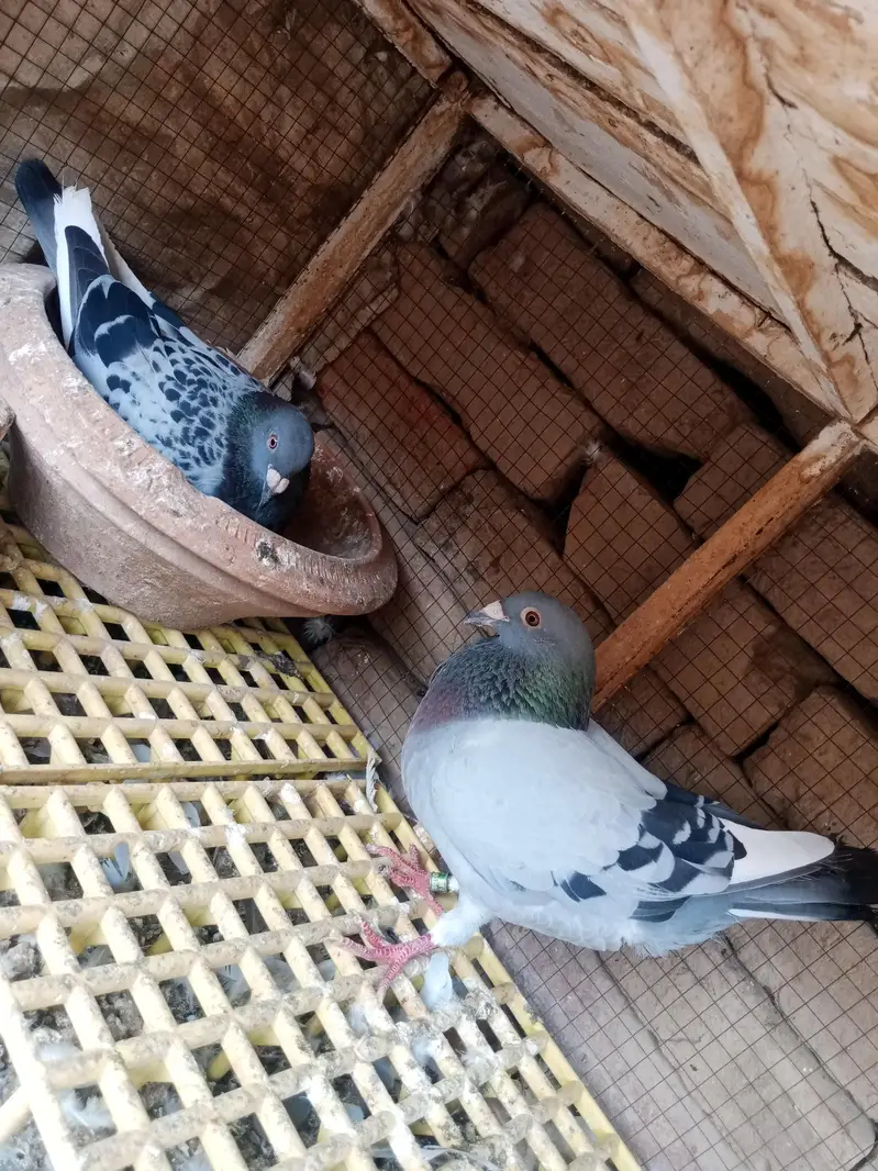 mix quality birds — photo 6
