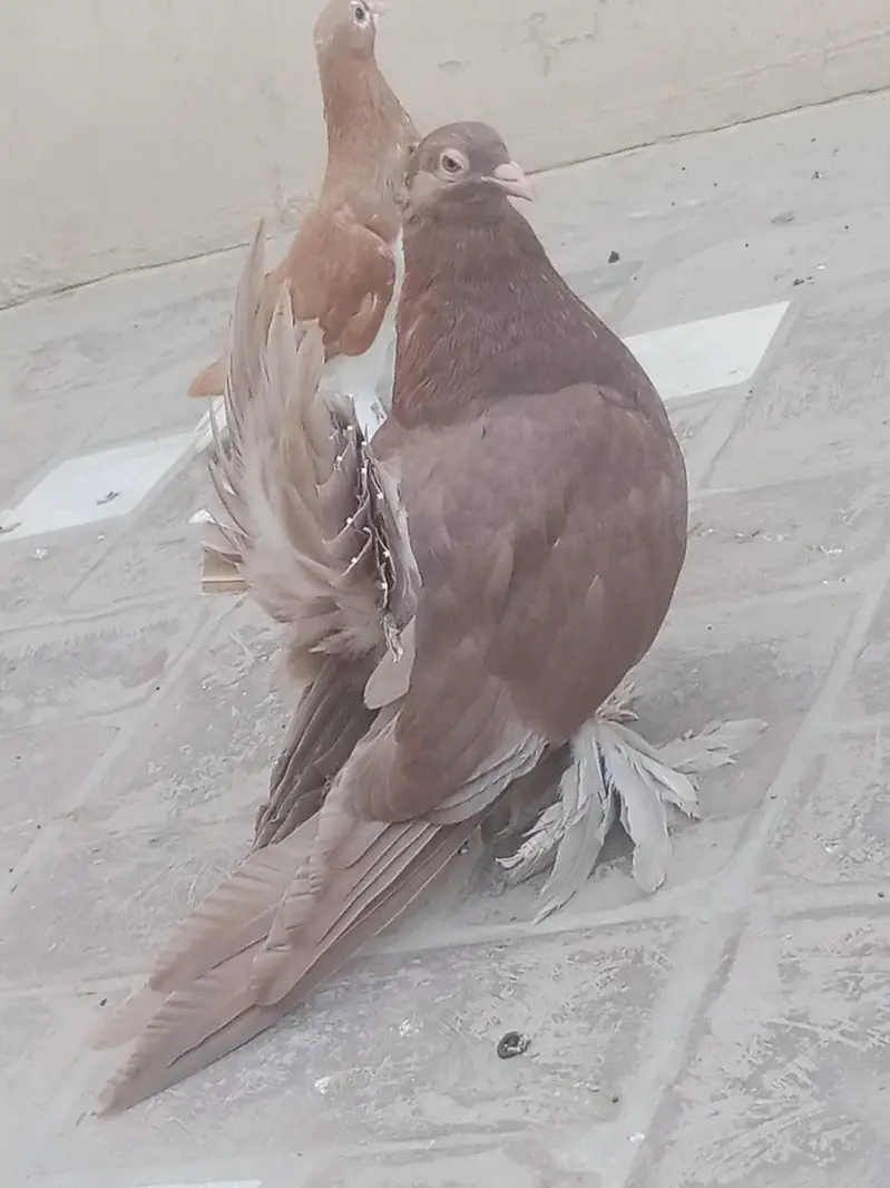 mix quality birds — photo 7