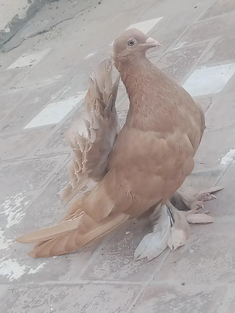 mix quality birds — photo 8