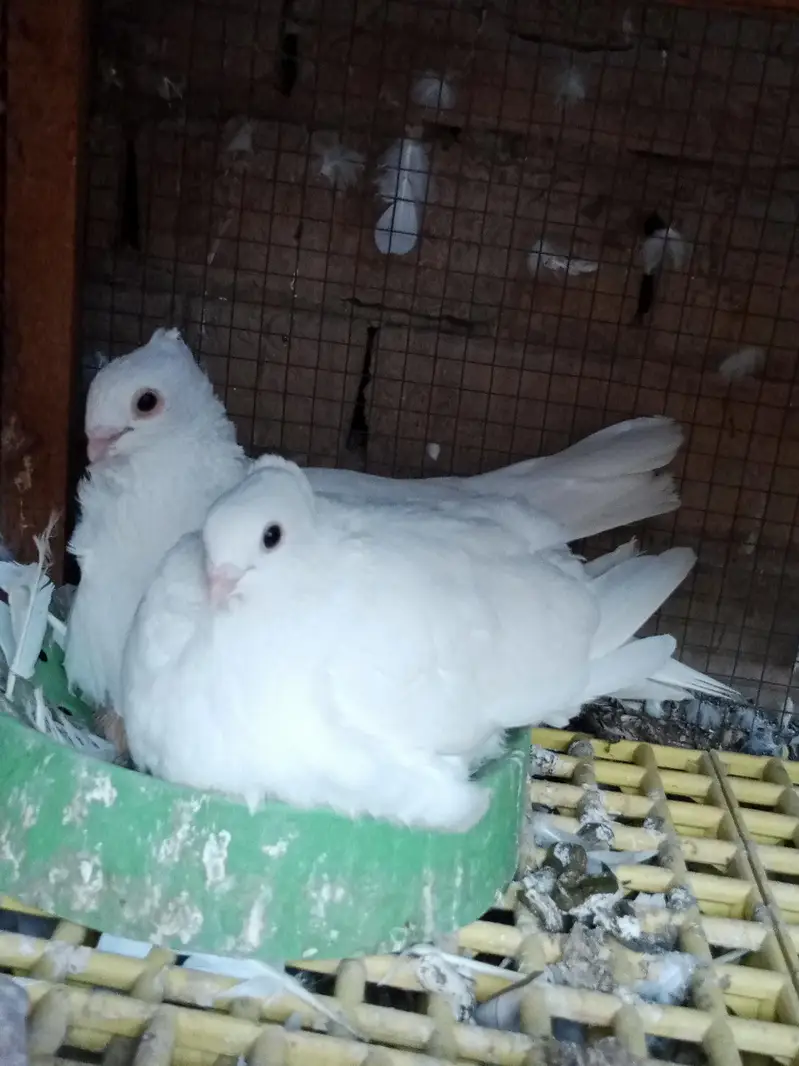 mix quality birds — photo 11
