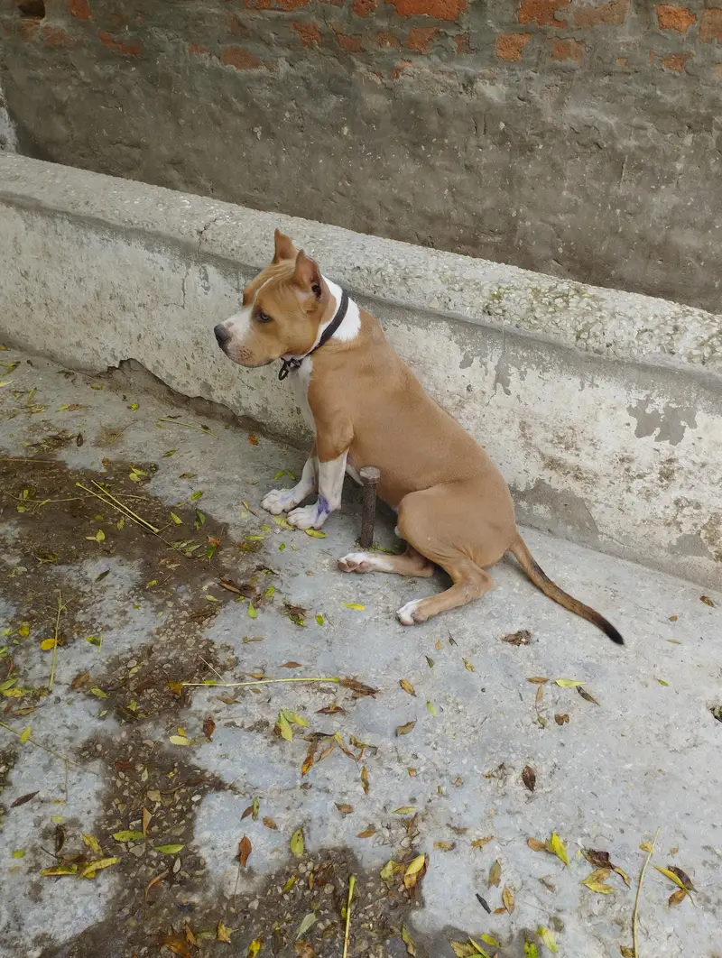 American Pitbull Puppy for Urgent sale. Healthy , Active ,Vaccinated — photo 3