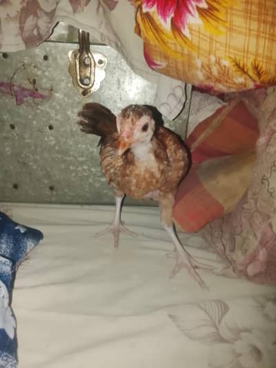 Aseel chiks available