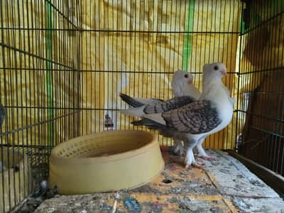 sentinent. laka. king pigeons for sale