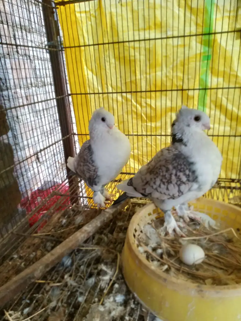 sentinent. laka. king pigeons for sale — photo 2