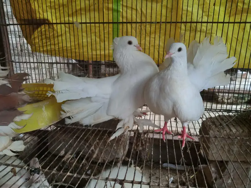 sentinent. laka. king pigeons for sale — photo 3