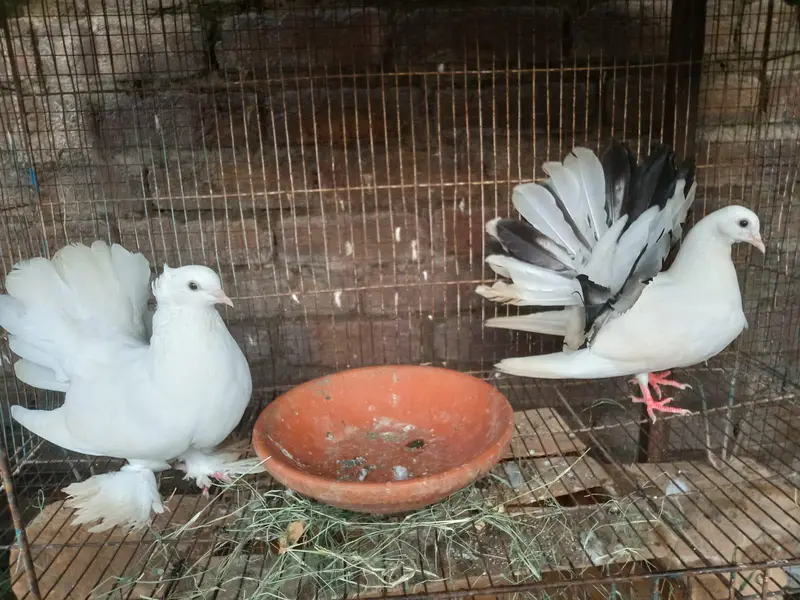 sentinent. laka. king pigeons for sale — photo 4