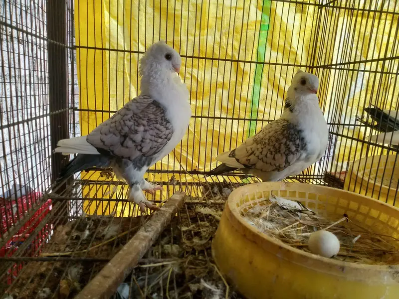 sentinent. laka. king pigeons for sale — photo 5