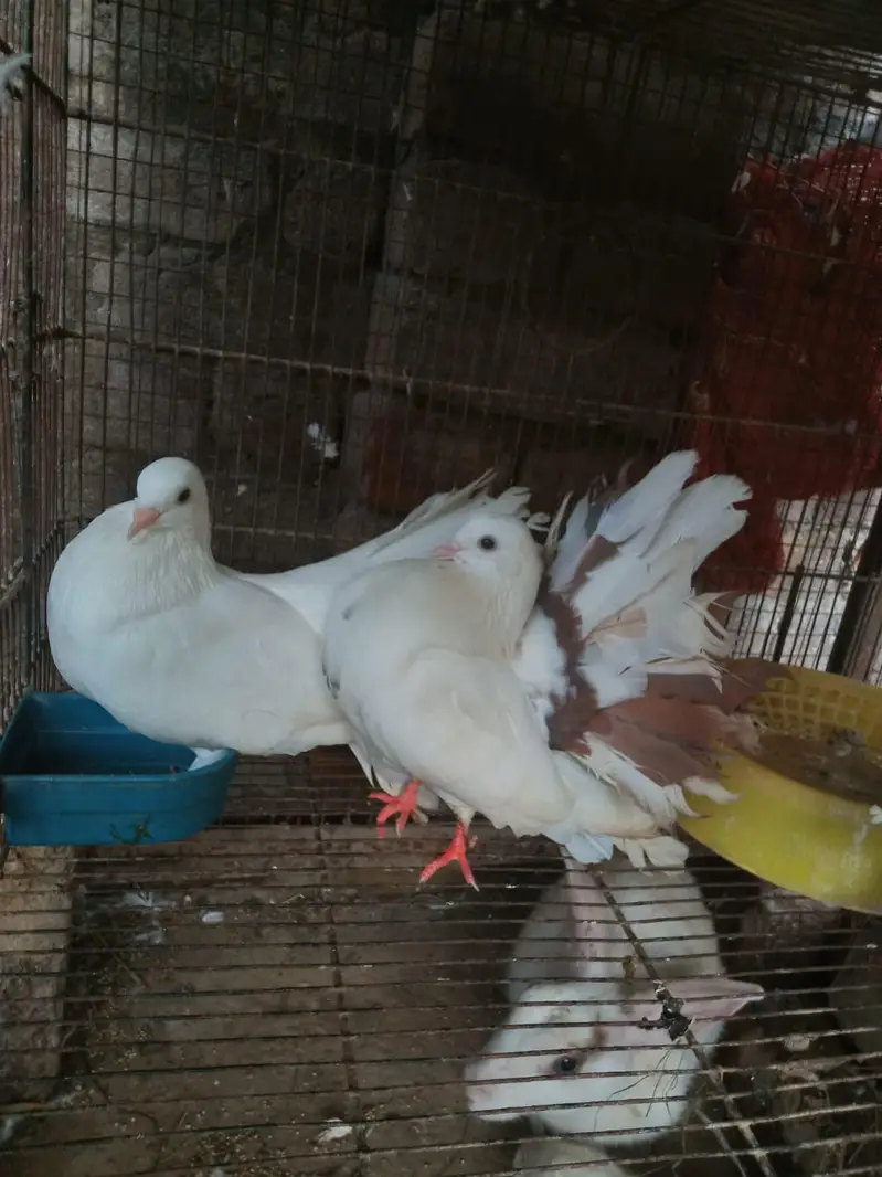 sentinent. laka. king pigeons for sale — photo 6