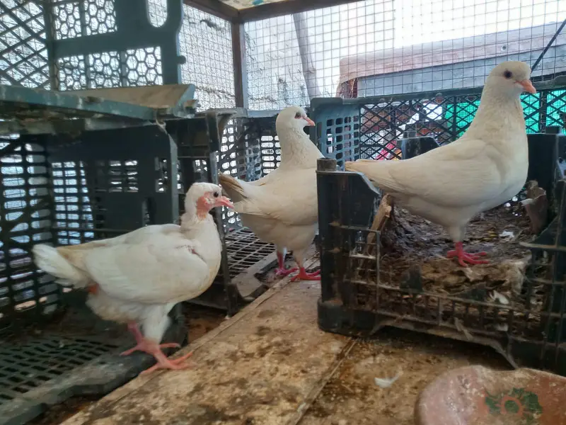 sentinent. laka. king pigeons for sale — photo 7