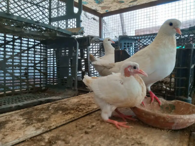 sentinent. laka. king pigeons for sale — photo 8