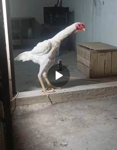 jermen Shamo