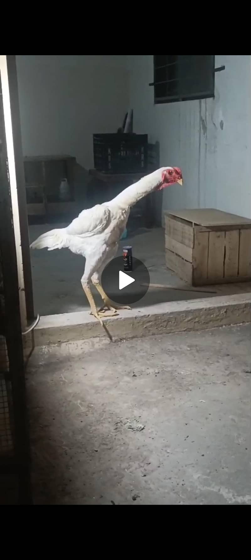 jermen Shamo 1