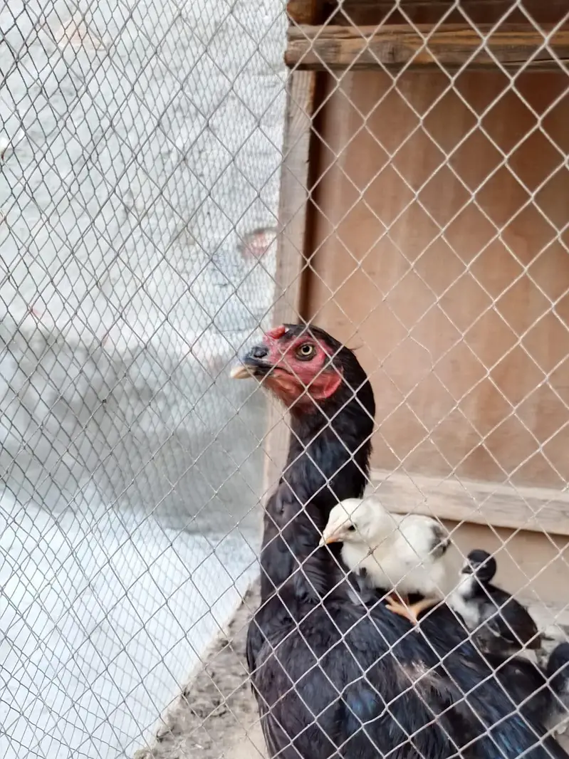 murgi +5 child — photo 3