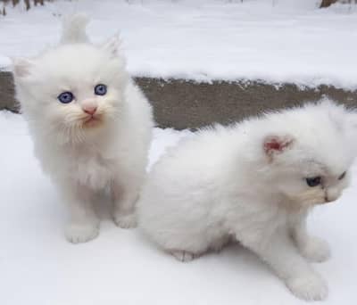 persion kitten for sale