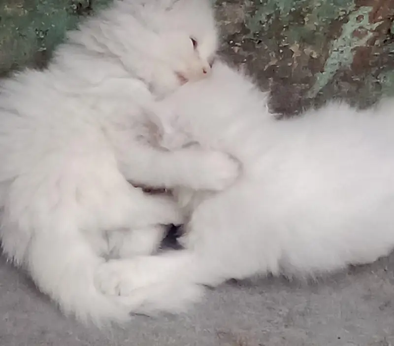 persion kitten for sale — photo 3