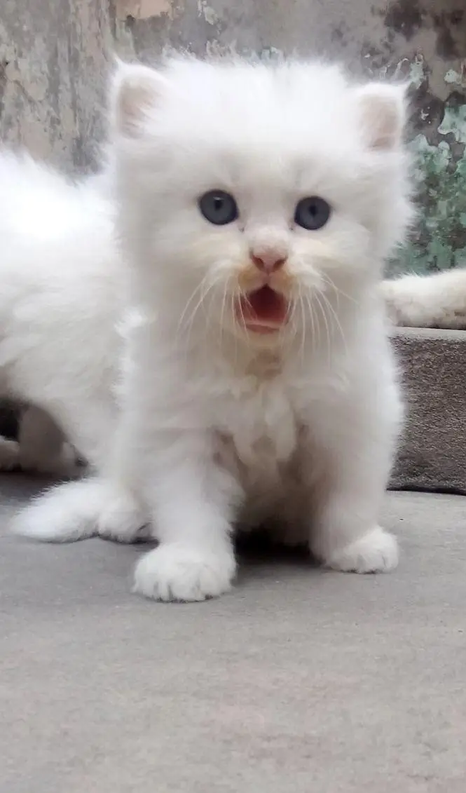 persion kitten for sale — photo 4