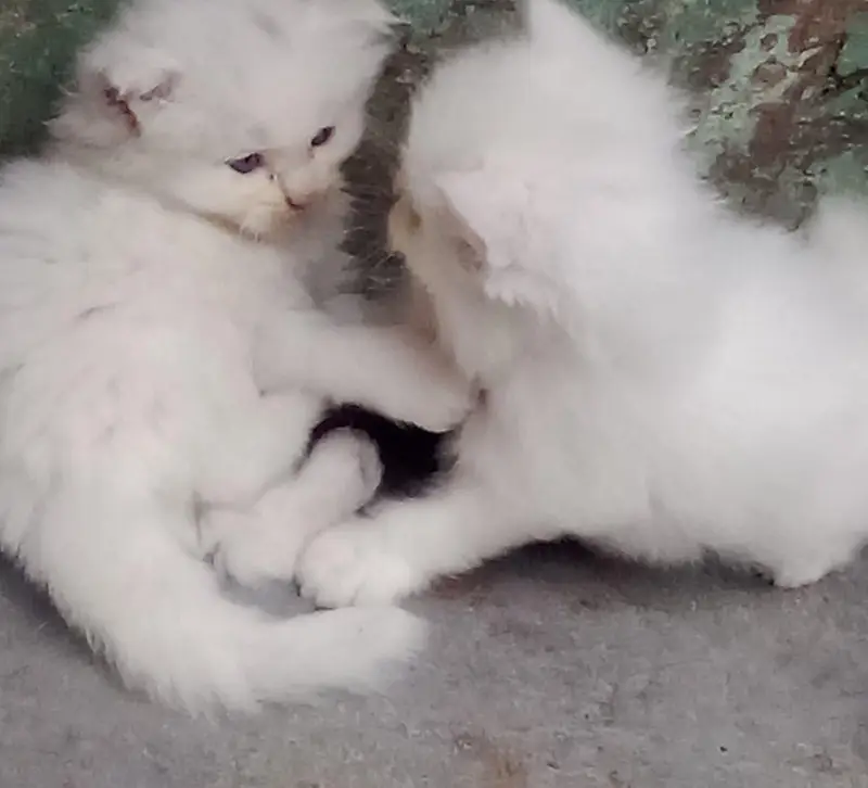 persion kitten for sale — photo 5