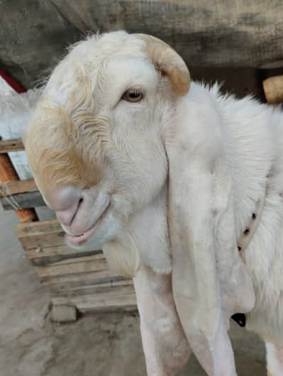 Gulabi bakra 03243279031