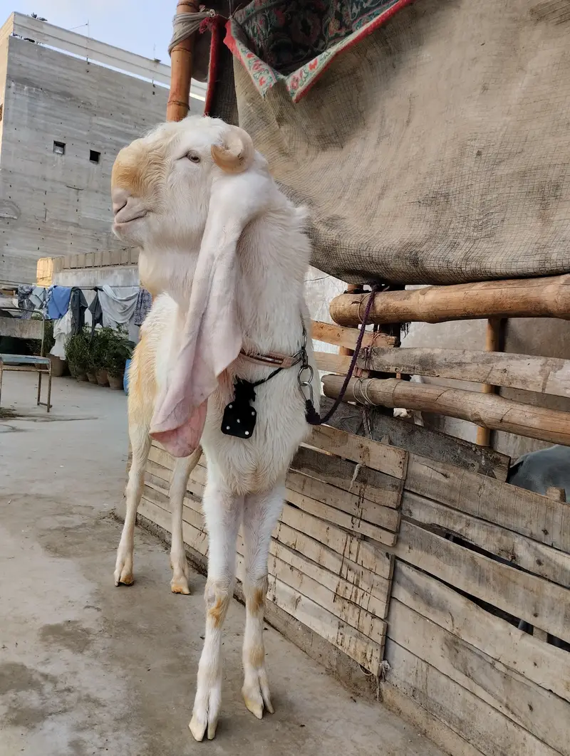 Gulabi bakra 03243279031 — photo 2