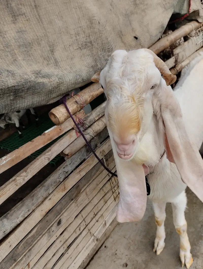 Gulabi bakra 03243279031 — photo 3