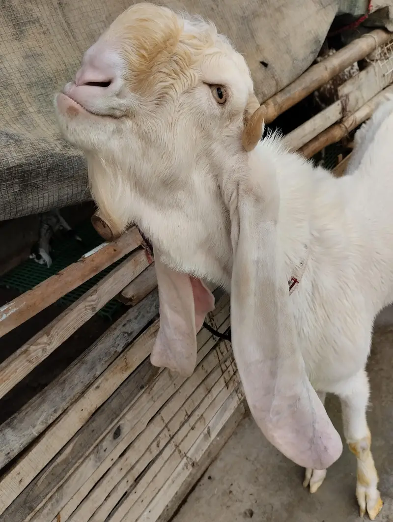 Gulabi bakra 03243279031 — photo 4