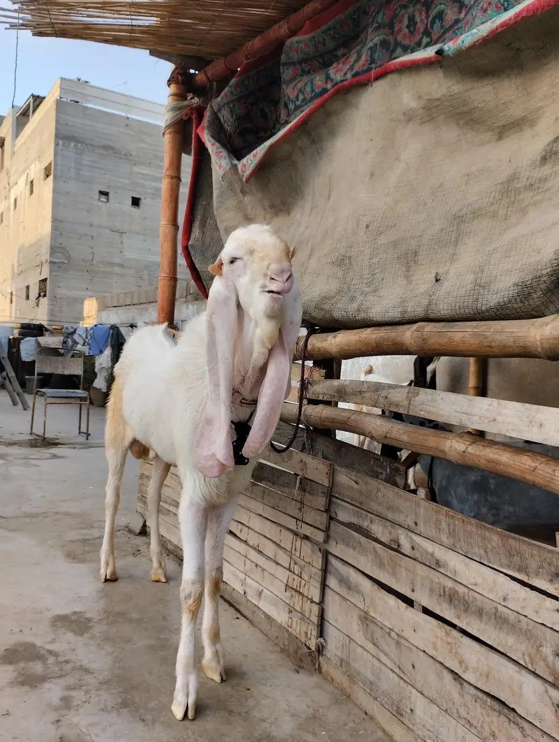 Gulabi bakra 03243279031 — photo 5