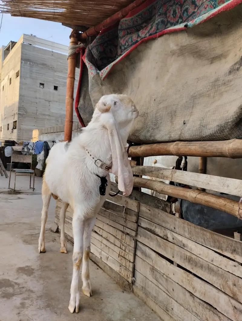 Gulabi bakra 03243279031 — photo 6