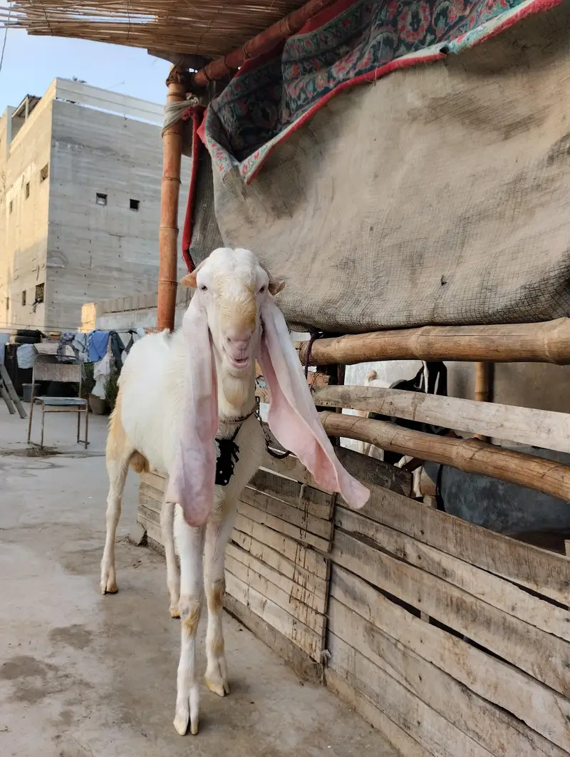 Gulabi bakra 03243279031 — photo 7