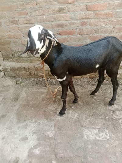 drogha plus desi beetal nasal ka cross bakra kala daba tota face male